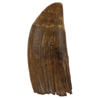 Lot 13D: Sperm Whale's Tooth