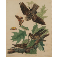 Lot 63: Audubon Print