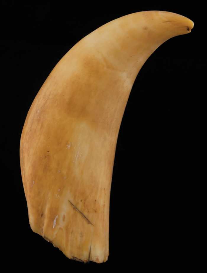 Lot 97: 19th c. Whale's Tooth