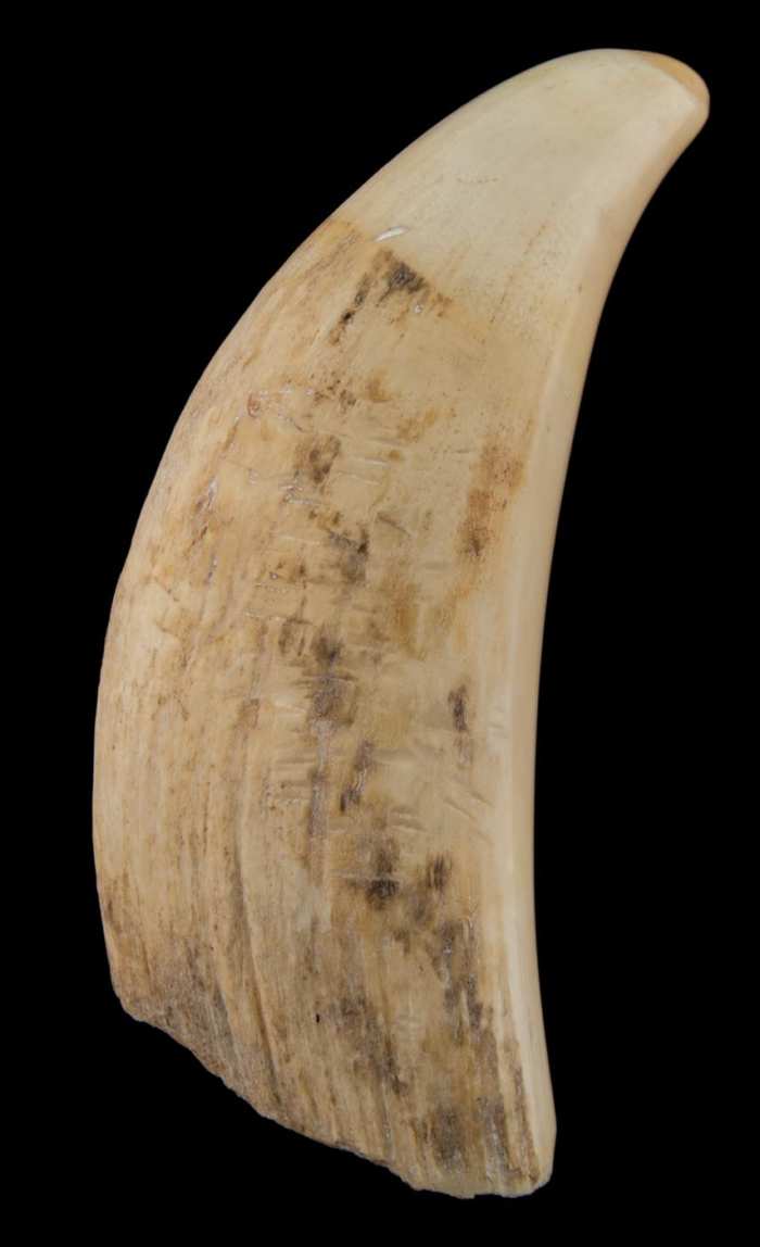 Lot 98A: Antiques Whale's Tooth