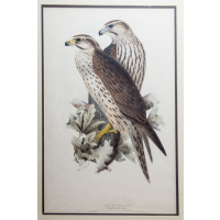 Lot 123: Lanner Falcon Lithograph