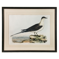 Lot 156: Three 19th C. Bird Studies