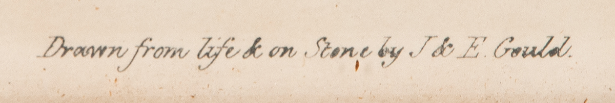 Lot 22: Three Framed Antique Bird Prints - Image 9