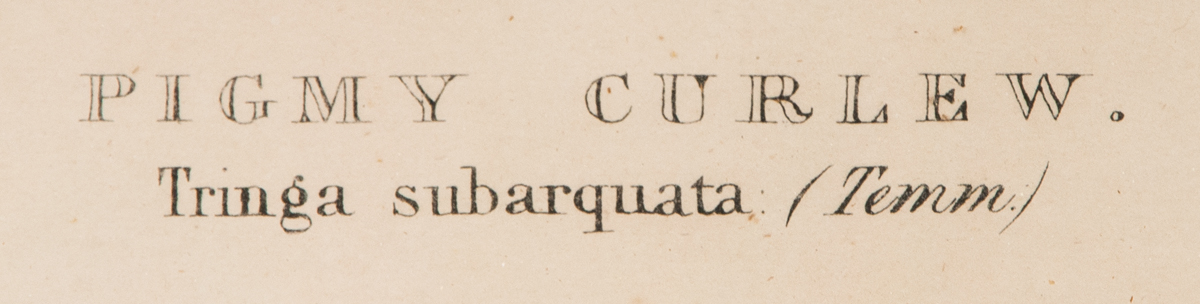 Lot 22: Three Framed Antique Bird Prints - Image 10