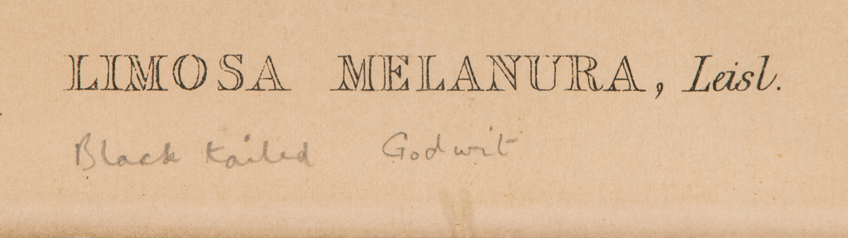 Lot 22: Three Framed Antique Bird Prints - Image 3