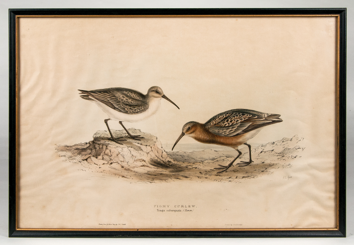 Lot 22: Three Framed Antique Bird Prints - Image 8