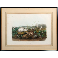 Lot 226: Audubon Print of Moles