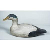 decoy, eider