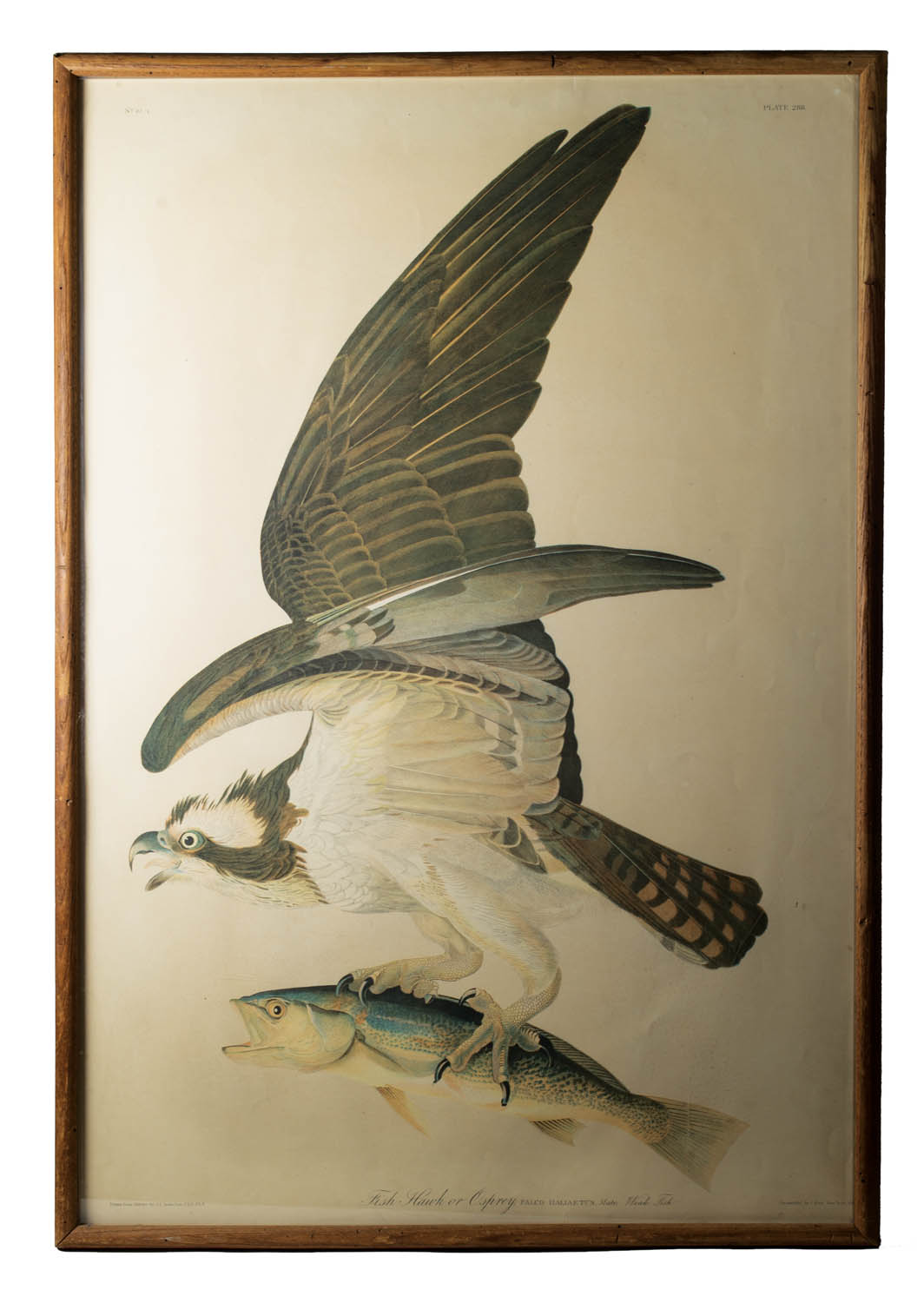 Lot 230: Osprey Audubon Print